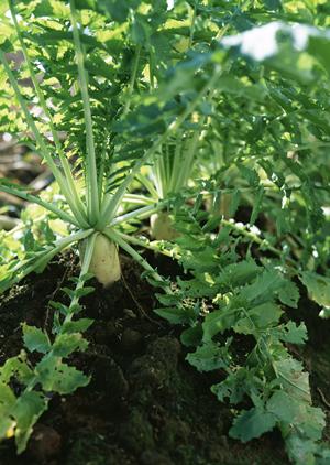秋葉原で楽しむ「かまどか」の居酒屋体験