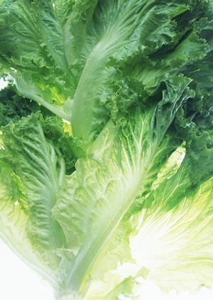 2025年最新版:ハーブティーギフトの選び方と喜ばれるプレゼントアイデア